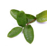 Листья гуавы против зубной боли