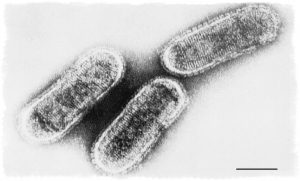 Вирусное заболевание стоматита